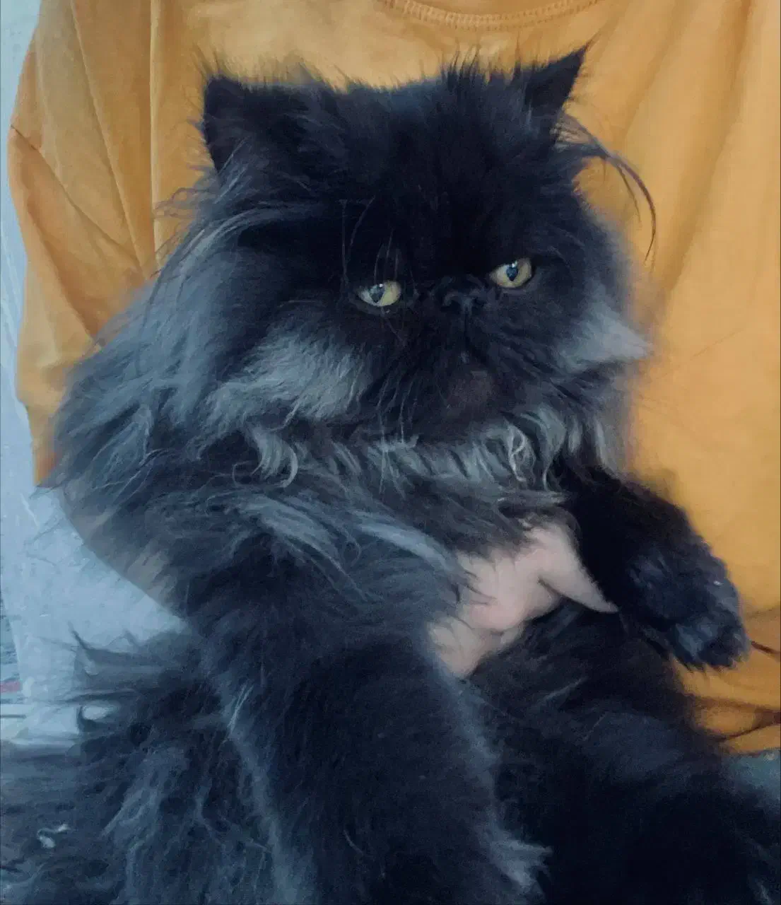 گربه پرشین کت فروشی|گربه|مهاباد (آذربایجان غربی), |دیوار