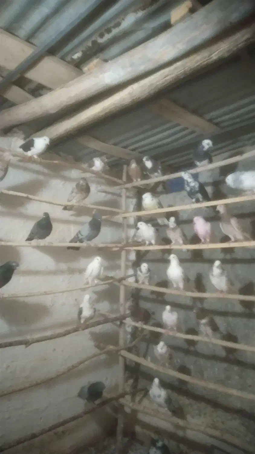 کبوتر همه خال|پرنده|نهاوند, |دیوار