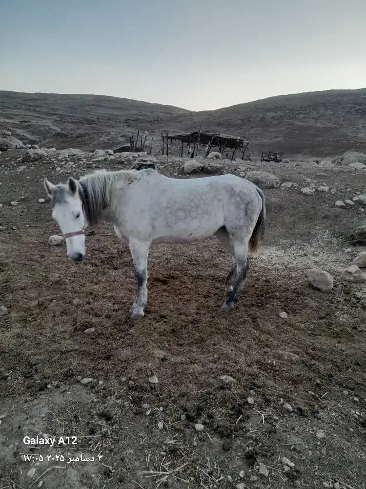 اسب مادیان|اسب و تجهیزات اسب‌سواری|کوهنانی, |دیوار