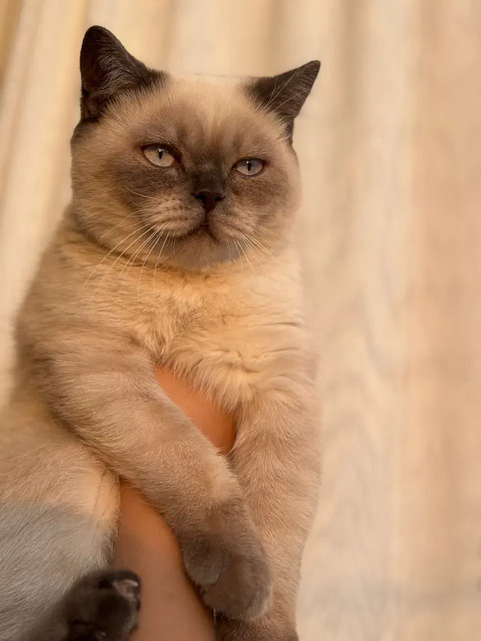 گربه گمشده|گربه|ایلام, |دیوار