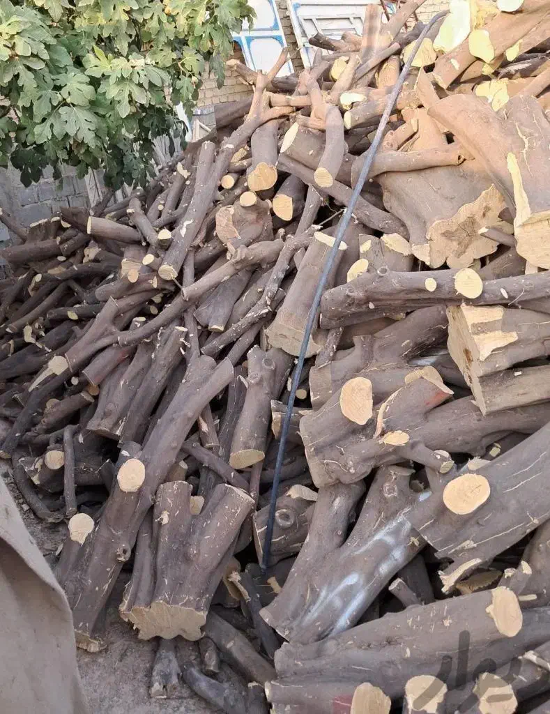 خرید و قطع  درخت و چوب مرکبات و صنوبر و باغی|خدمات باغبانی و درختکاری|نوشهر, |دیوار