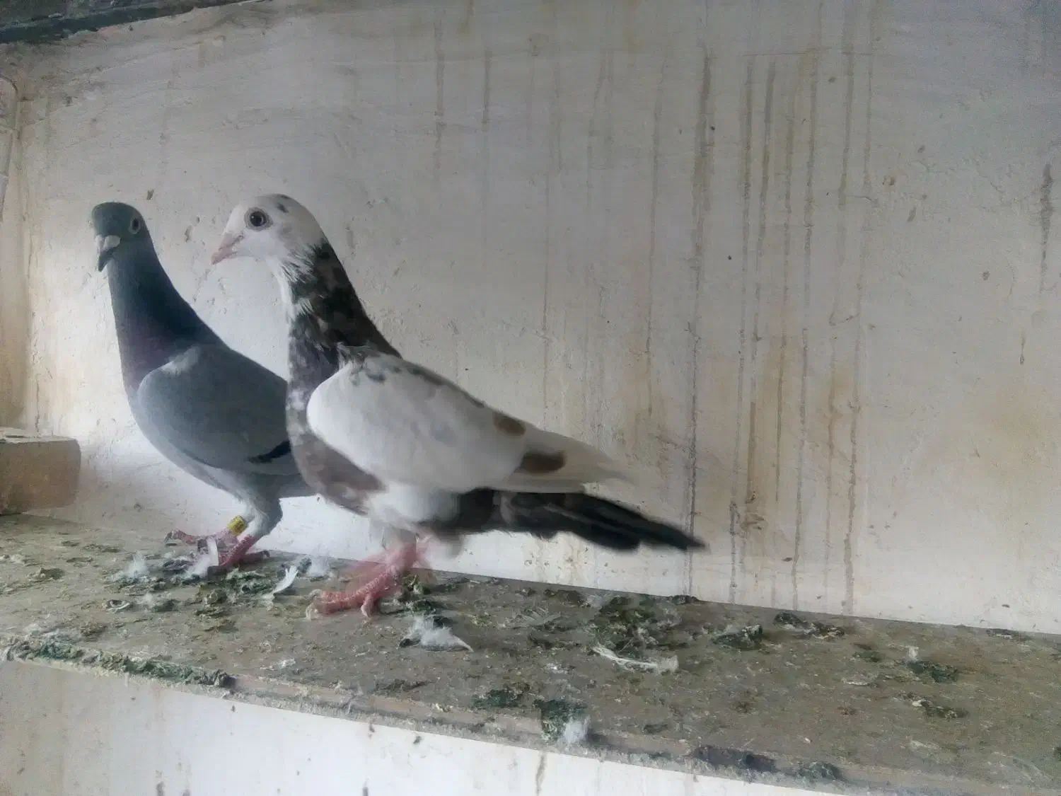 نروماده جفتگاه ،ده تا جوجه کرمونی|پرنده|مشهد, آزادشهر|دیوار