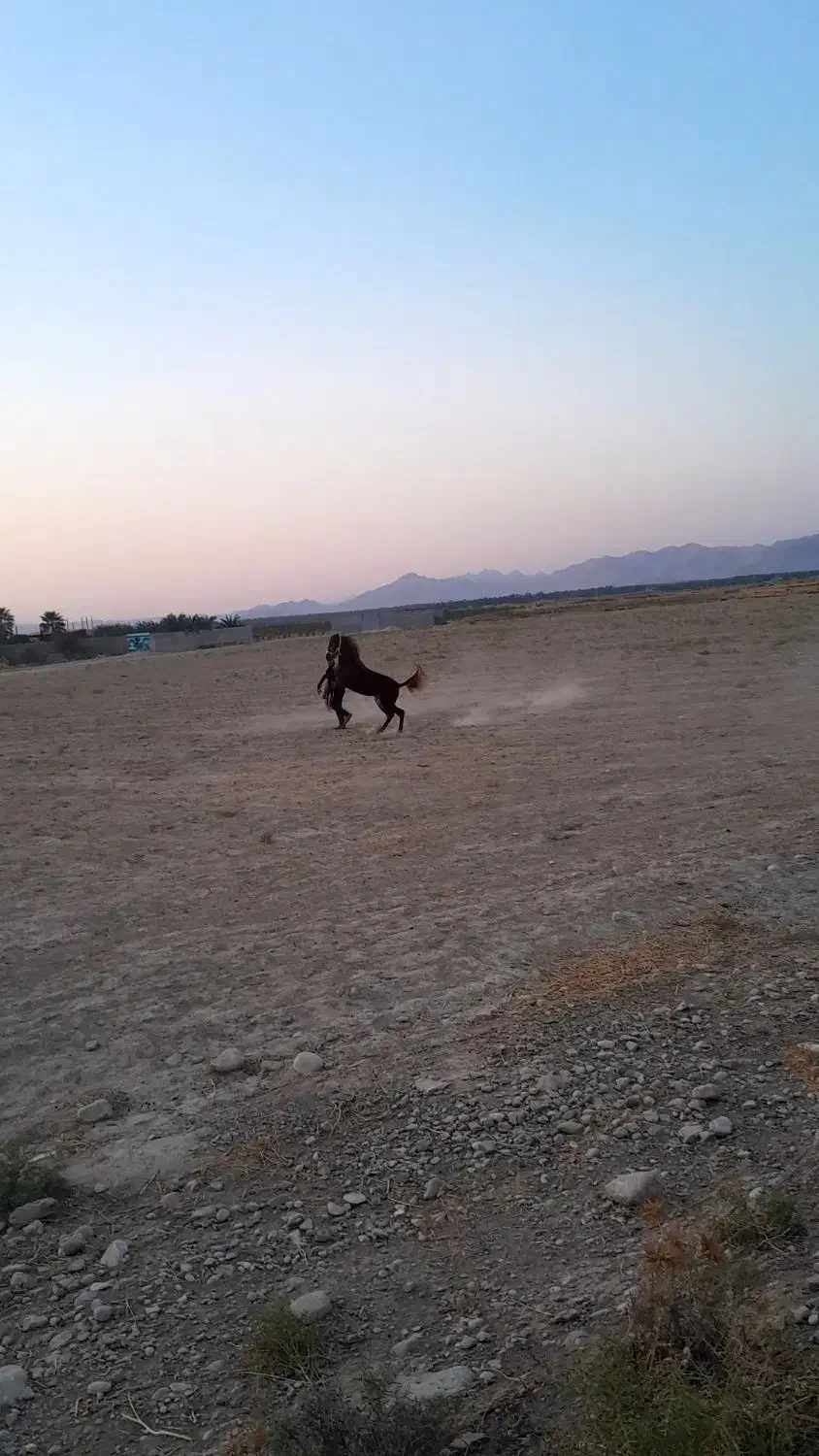 کره نریون عرب معاوضه با نریون سواری دارم|اسب و تجهیزات اسبسواری|کازرون, |دیوار