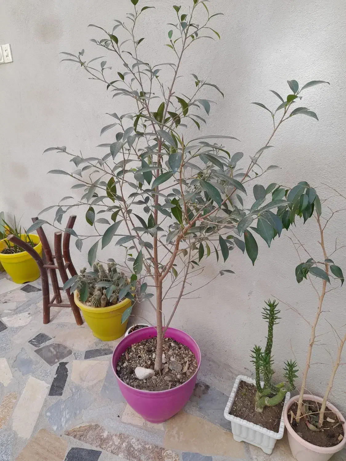 بن سای|گل و گیاه طبیعی|اردبیل, |دیوار