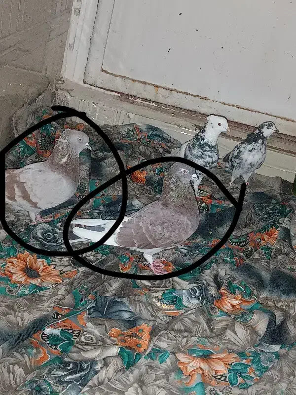 گمشده|حیوانات|قم, سید معصوم|دیوار