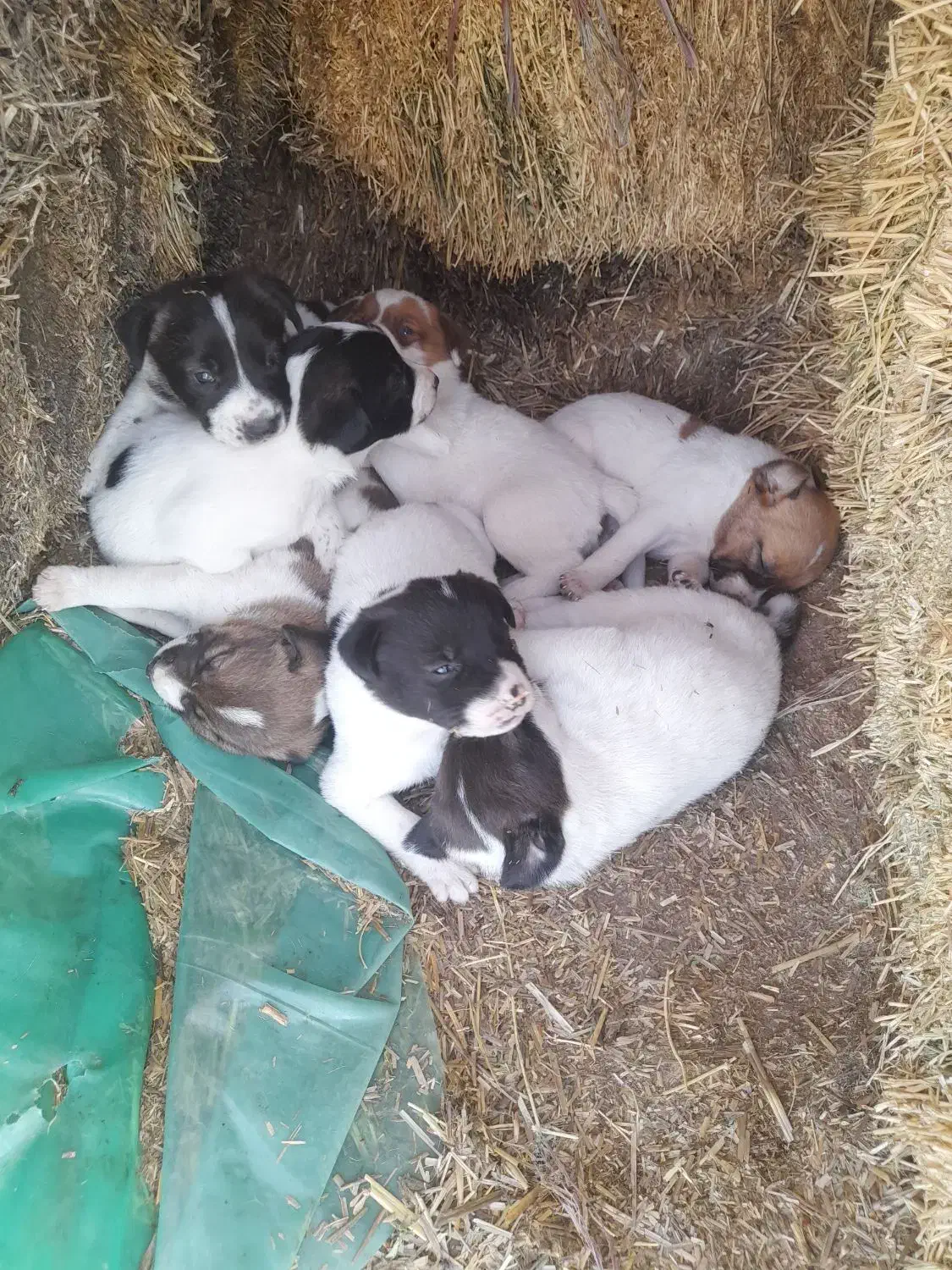 فروش چند تا بچه سگ|سگ|پارس‌آباد, |دیوار