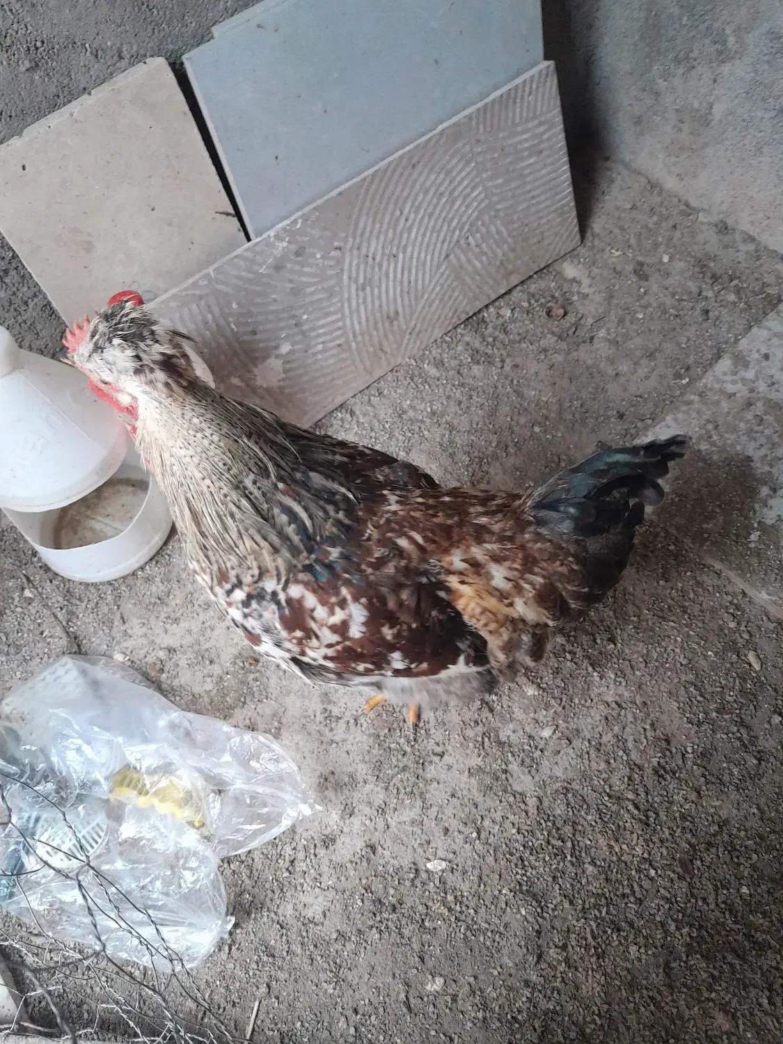 خروس|حیوانات مزرعه|شهرکرد, |دیوار