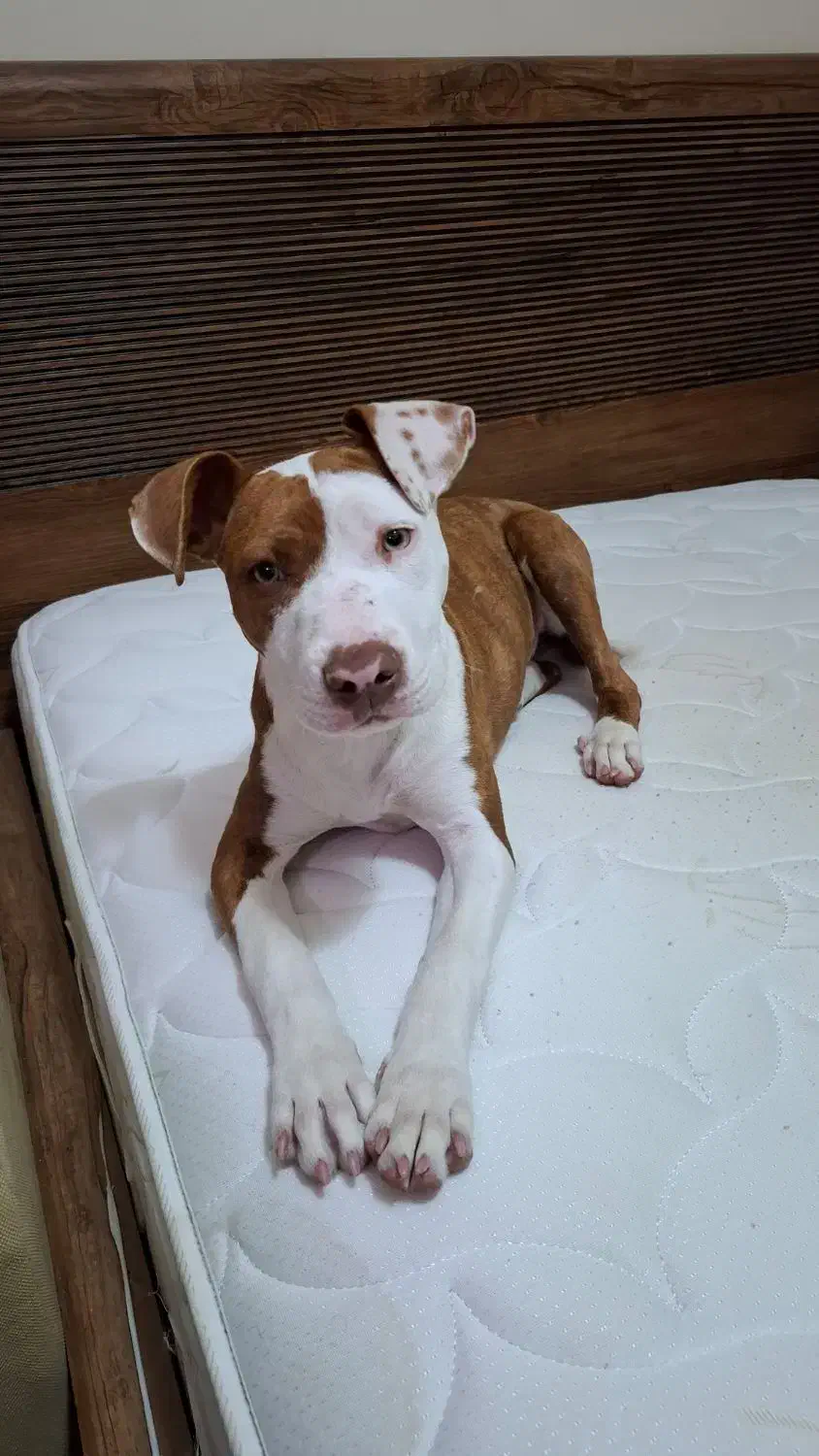 پیتبول ماده ۵ انگشتی ۶ ماهه اصل|سگ|تهران, سعادتآباد|دیوار