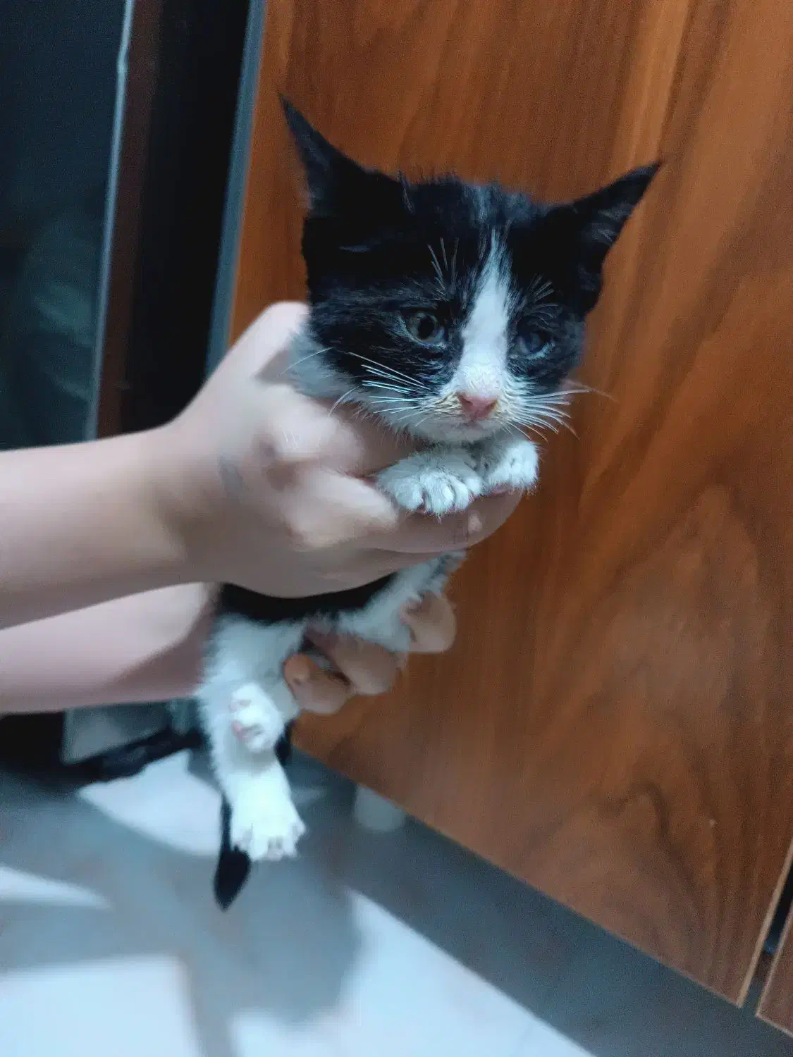 واگذاری بچه گربه|گربه|کرج, گوهردشت|دیوار