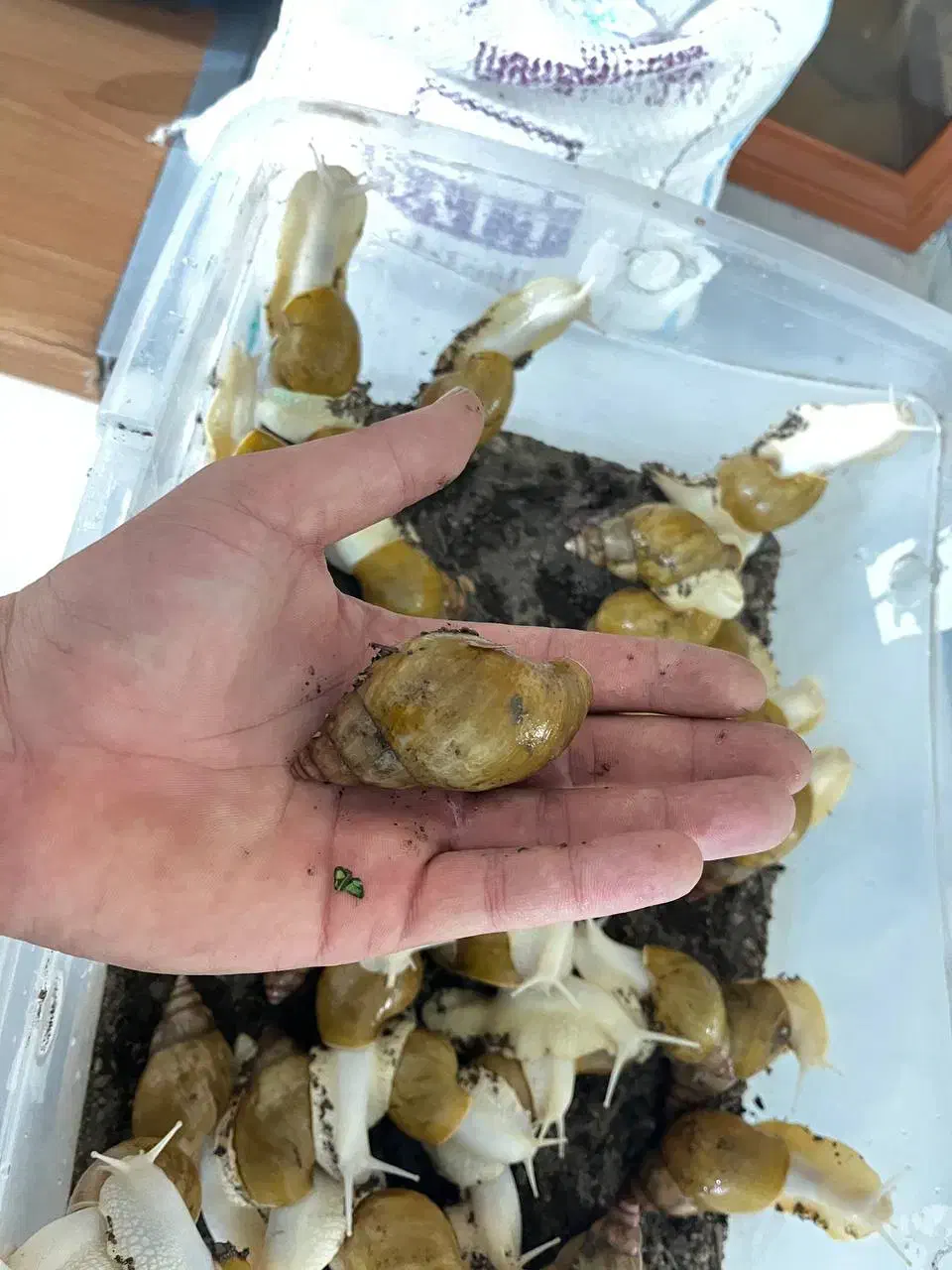 حلزون|خزنده|نیشابور, شهرک قدس|دیوار