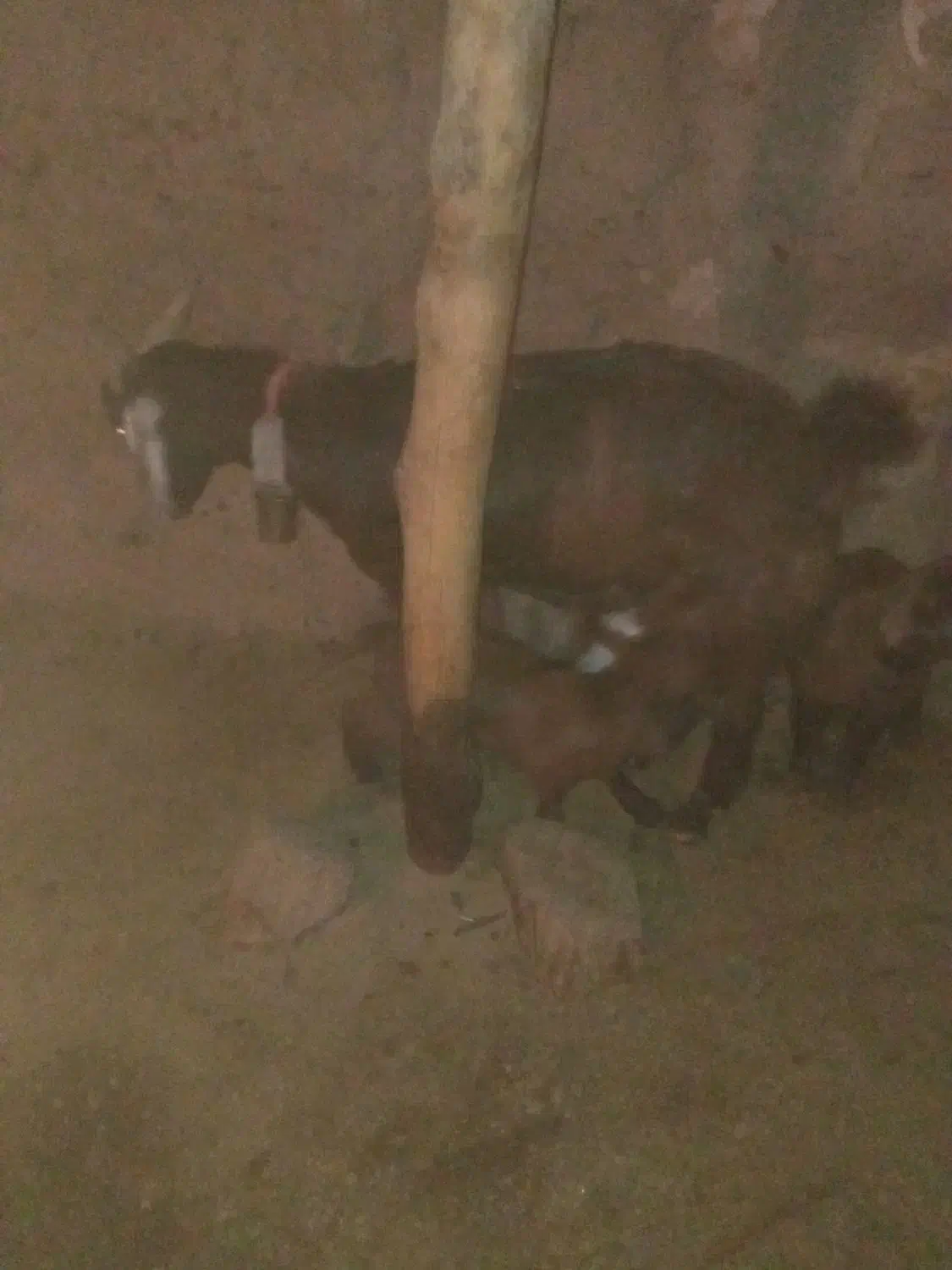 بز و بزغاله|حیوانات مزرعه|سبزوار, قصبه شرقی|دیوار