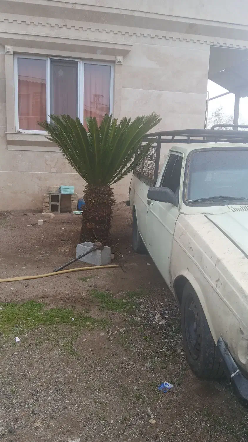 پیکان وانت مدل ۸۴|خودرو سواری و وانت|بندر انزلی, لیچارگی حسن رود|دیوار