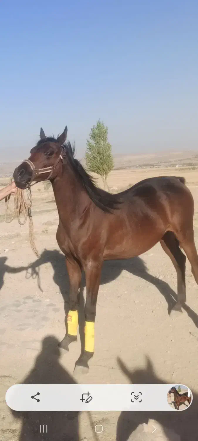 اسب عرب دو سر وارداتی|اسب و تجهیزات اسب‌سواری|تهران, جوادیه|دیوار