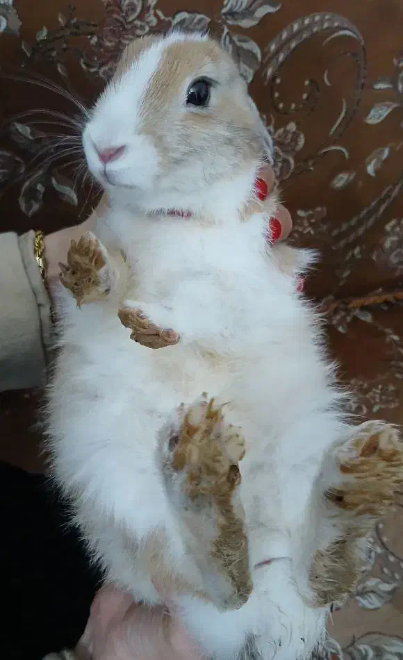 خرگوش|موش و خرگوش|شیراز, سهل‌آباد|دیوار