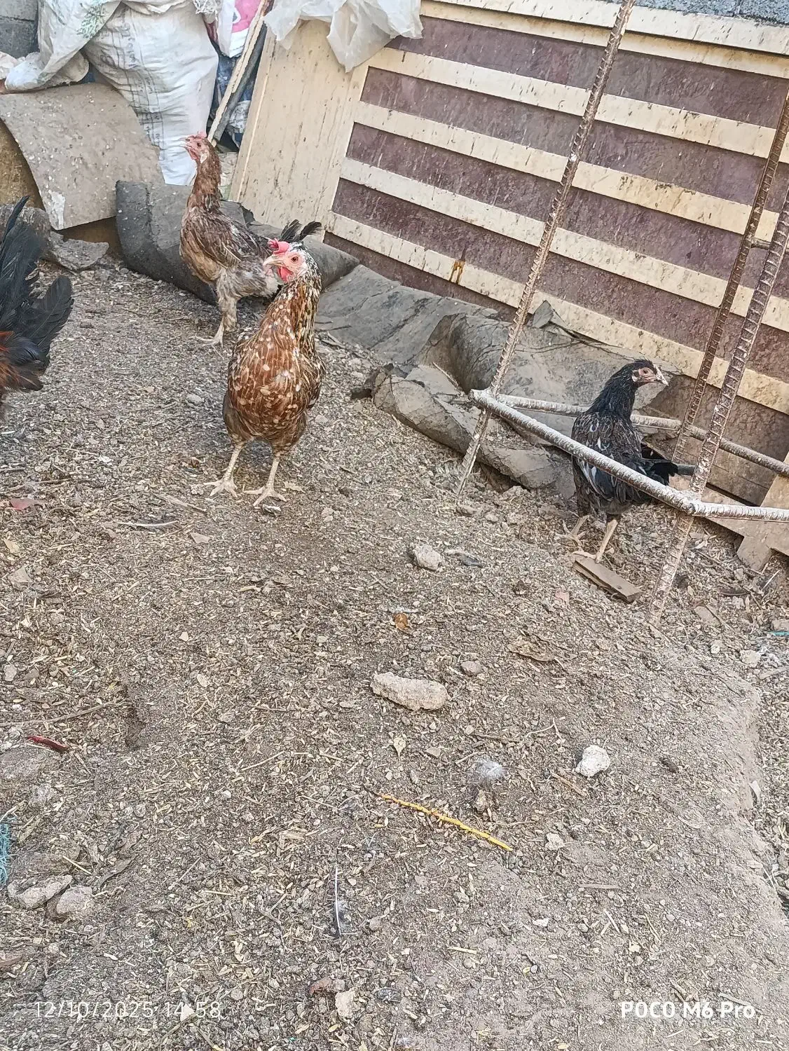 سوسنگردروستای شهرک مرعی|حیوانات مزرعه|سوسنگرد, |دیوار