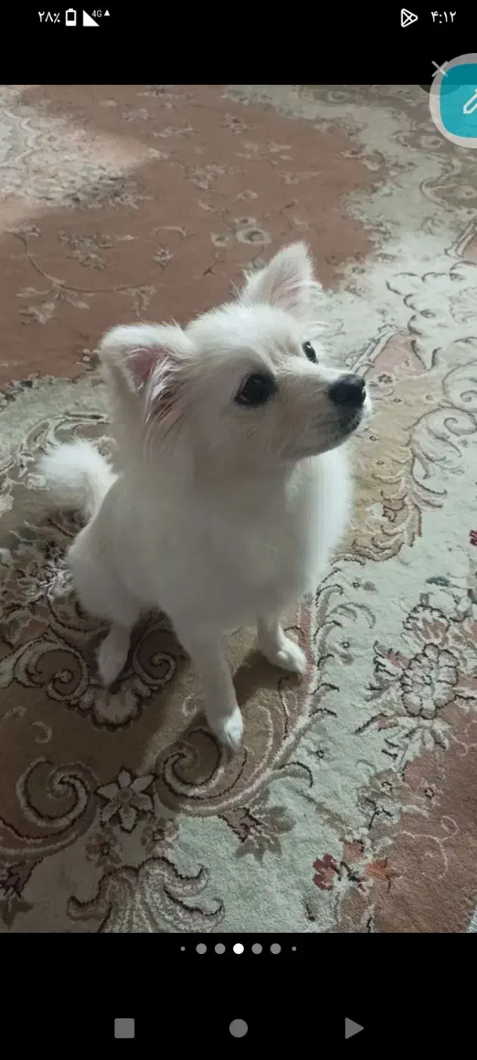 سگ پامر خانگی|سگ|پاکدشت, پاکدشت (مامازند)|دیوار