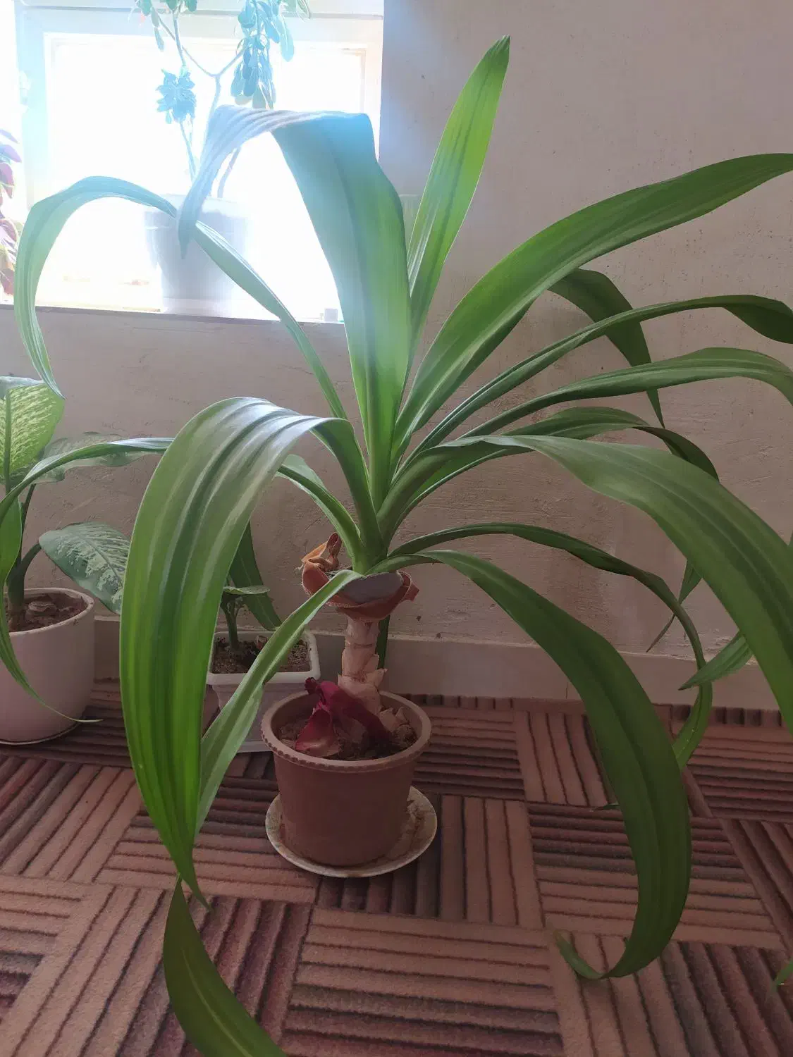 گل ذرتی 3ساله|گل و گیاه طبیعی|کوه چنار, |دیوار