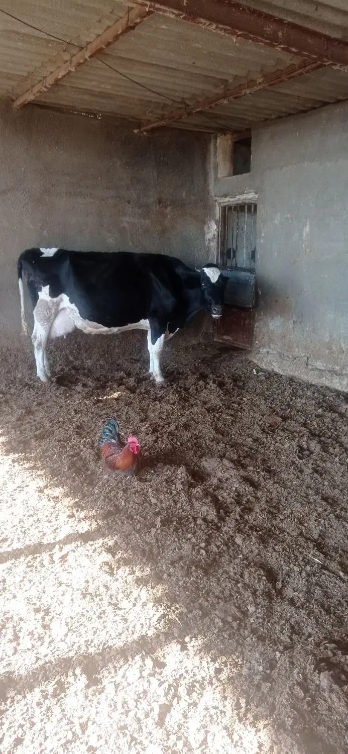گاو شکم سه با گوساله ماده|حیوانات مزرعه|کاشمر, |دیوار