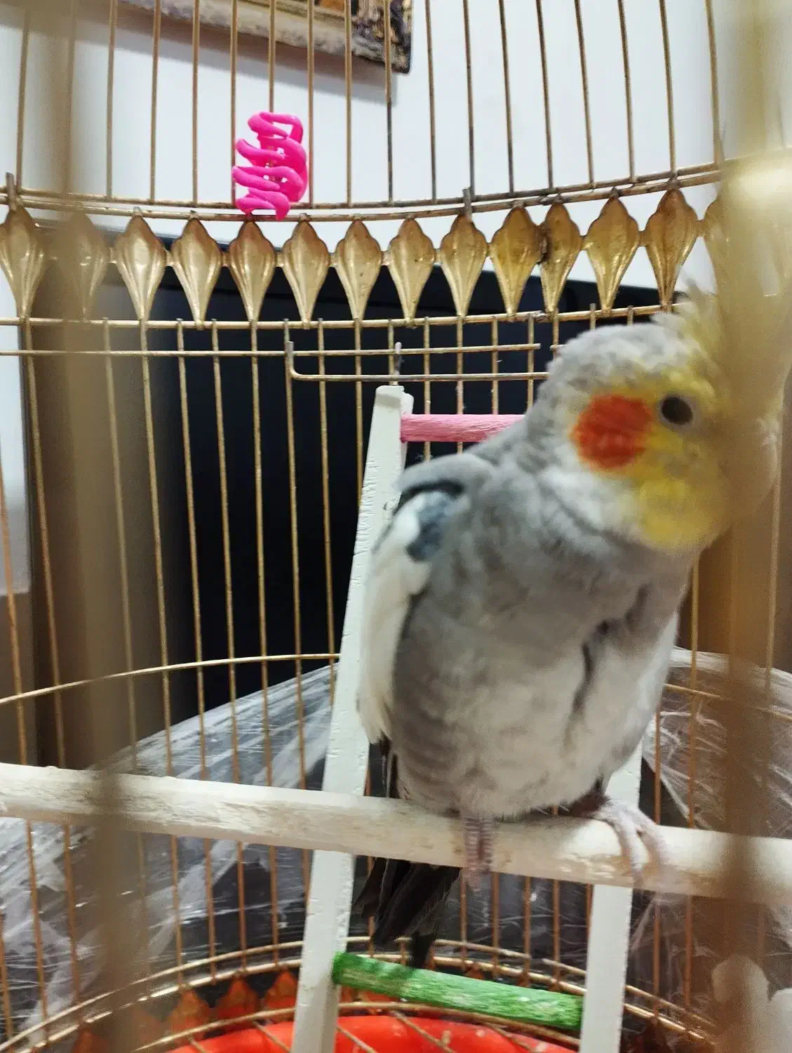 یک عدد عروس هلندی|پرنده|مشهد, شهید قربانی|دیوار