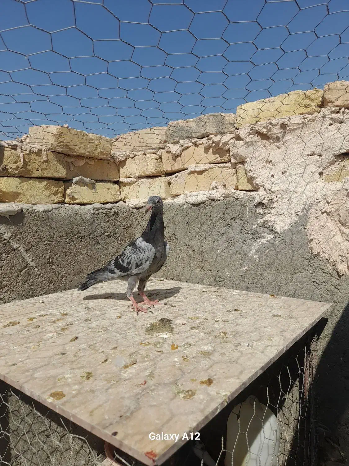 پلاکی|پرنده|بافق, |دیوار