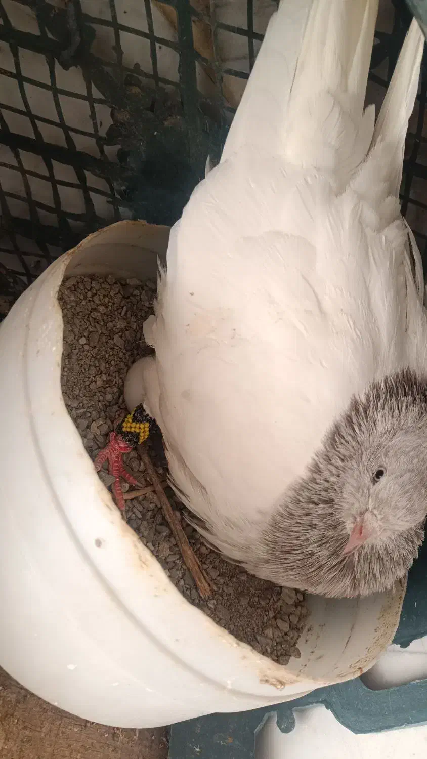 کبوتر کله الماسی|پرنده|رزن, |دیوار