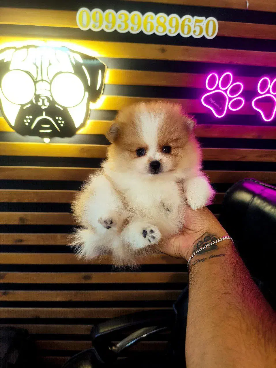 سگ جیبی ///‌ پامرانین خرسی توی پودل شیتزوفلت|سگ|تبریز, |دیوار