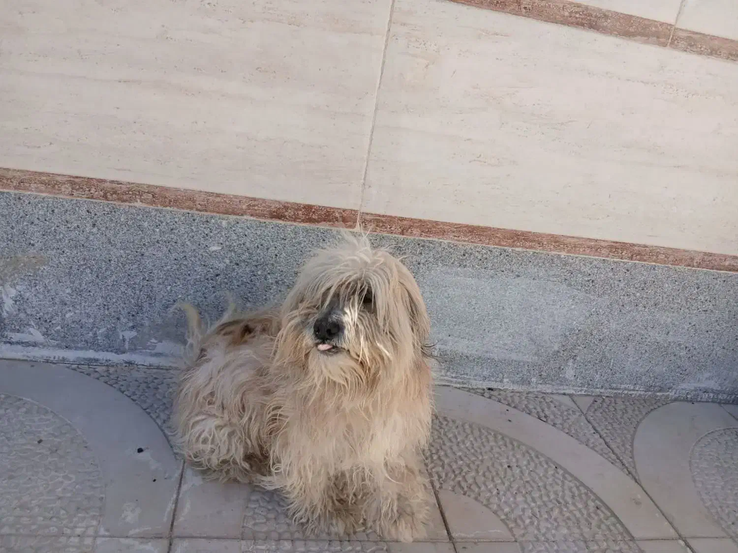 فروش سگ خانگی|سگ|شاهرود, |دیوار