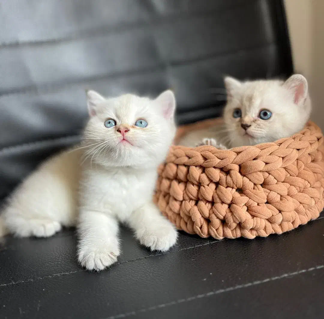 فروشگاه گربه‌های خاص (پرشین اسکاتیش بریتیش)|گربه|تهران, پونک|دیوار