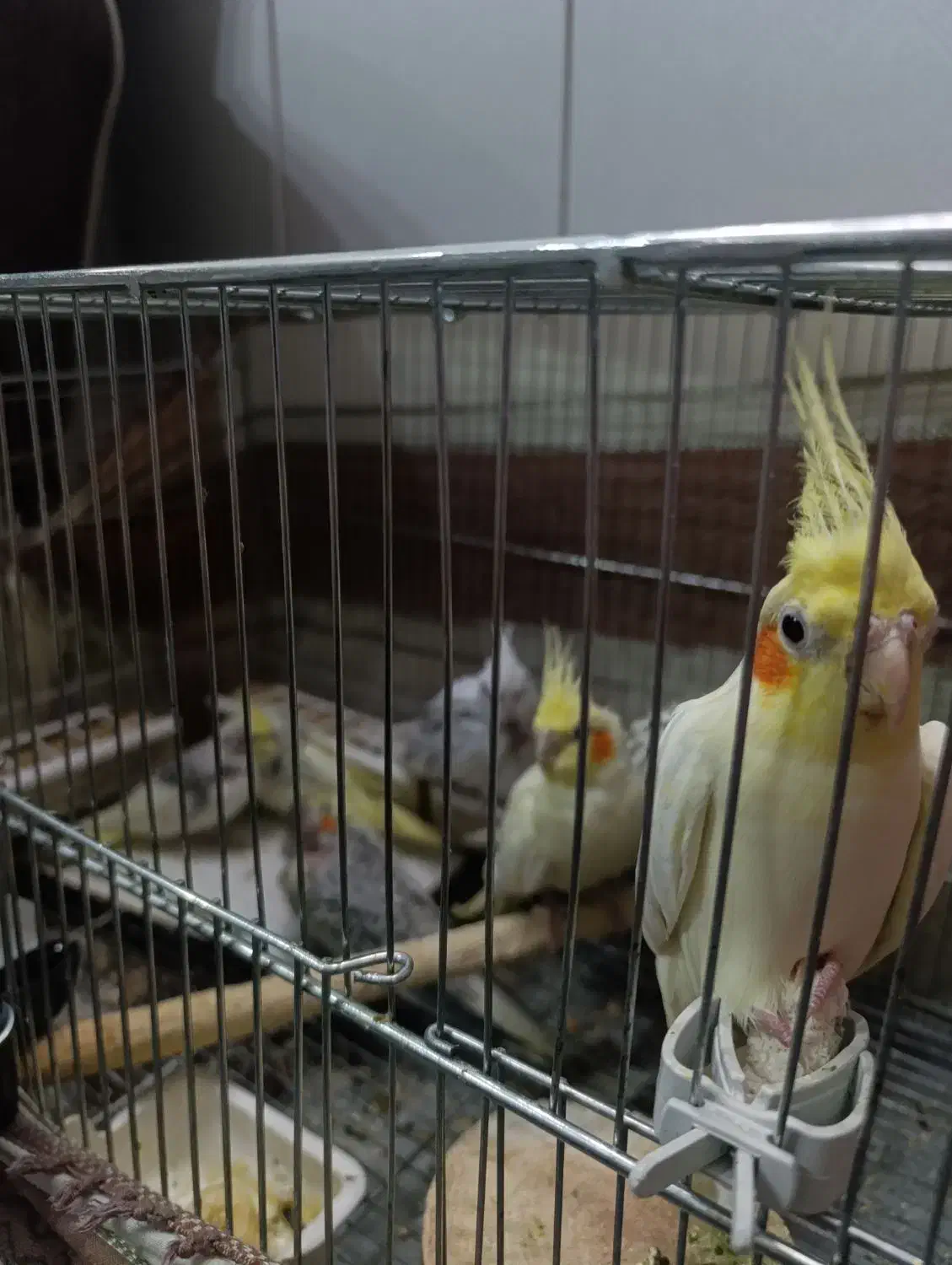 عروس هلندی مولد|پرنده|اصفهان, فردوان|دیوار