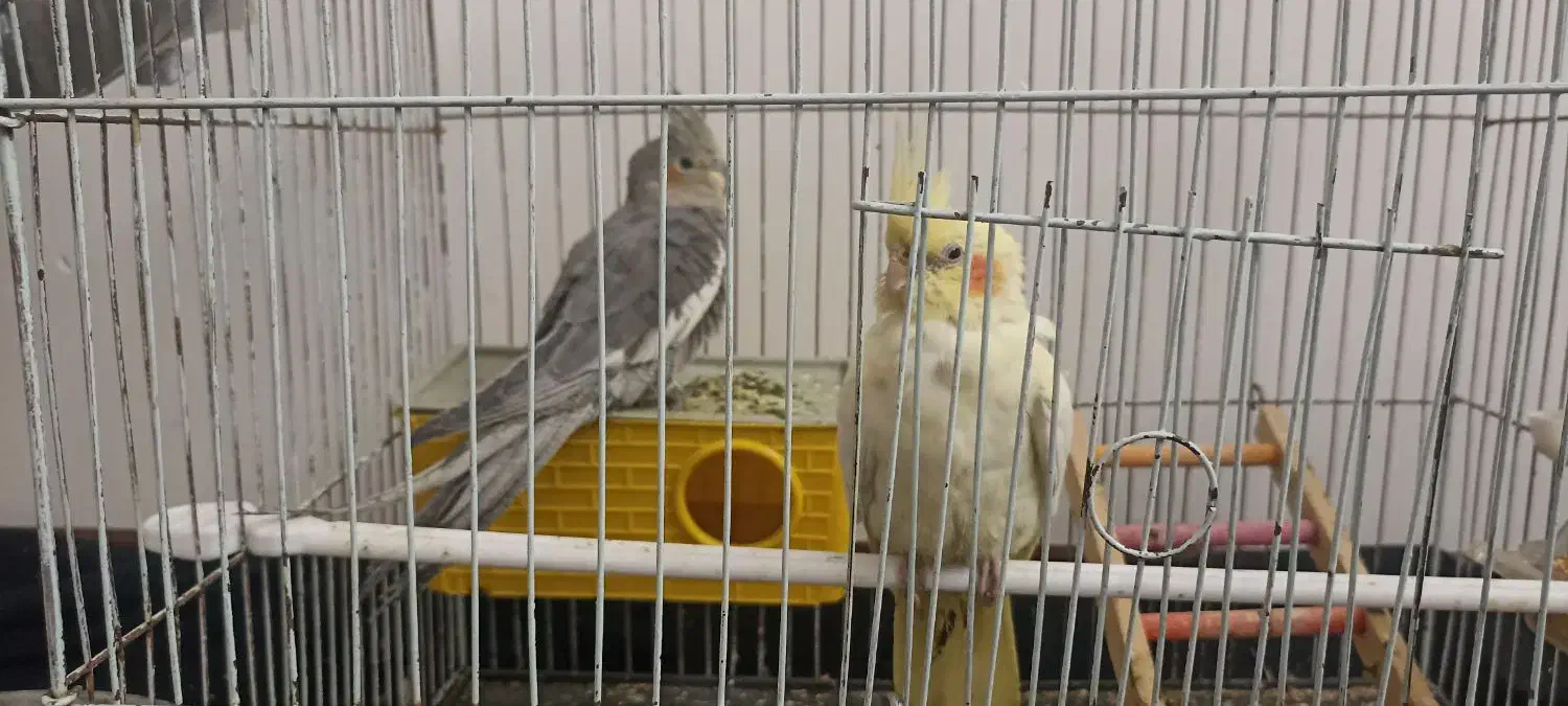 یک جفت عروس هلندی|پرنده|مرودشت, بهارستان|دیوار