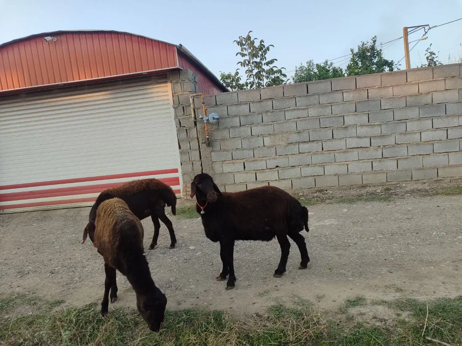 سه راس دوتا ماده یکی نر|حیوانات مزرعه|رامیان, |دیوار