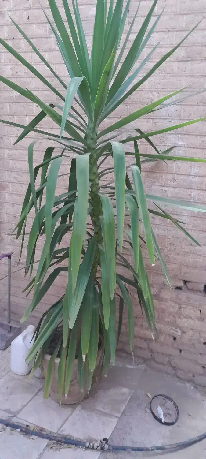 درخچه یوکا سالم وکاکسیونی|گل و گیاه طبیعی|نیشابور, شهرک فیروزه|دیوار