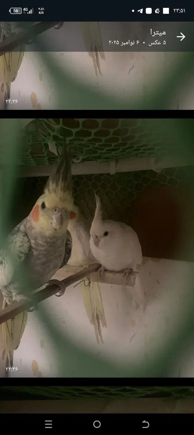 عروس هلندی|پرنده|میناب, |دیوار