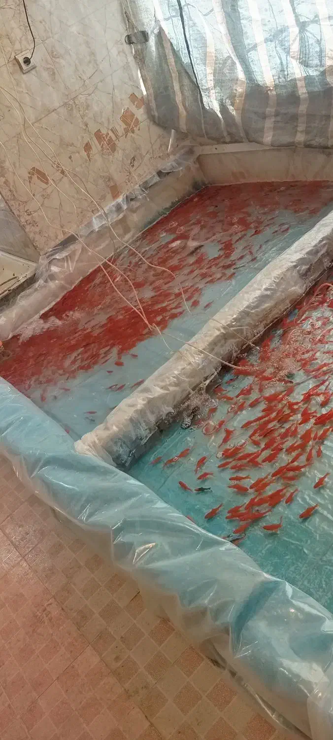 ماهی قرمز|ماهی|همدان, |دیوار