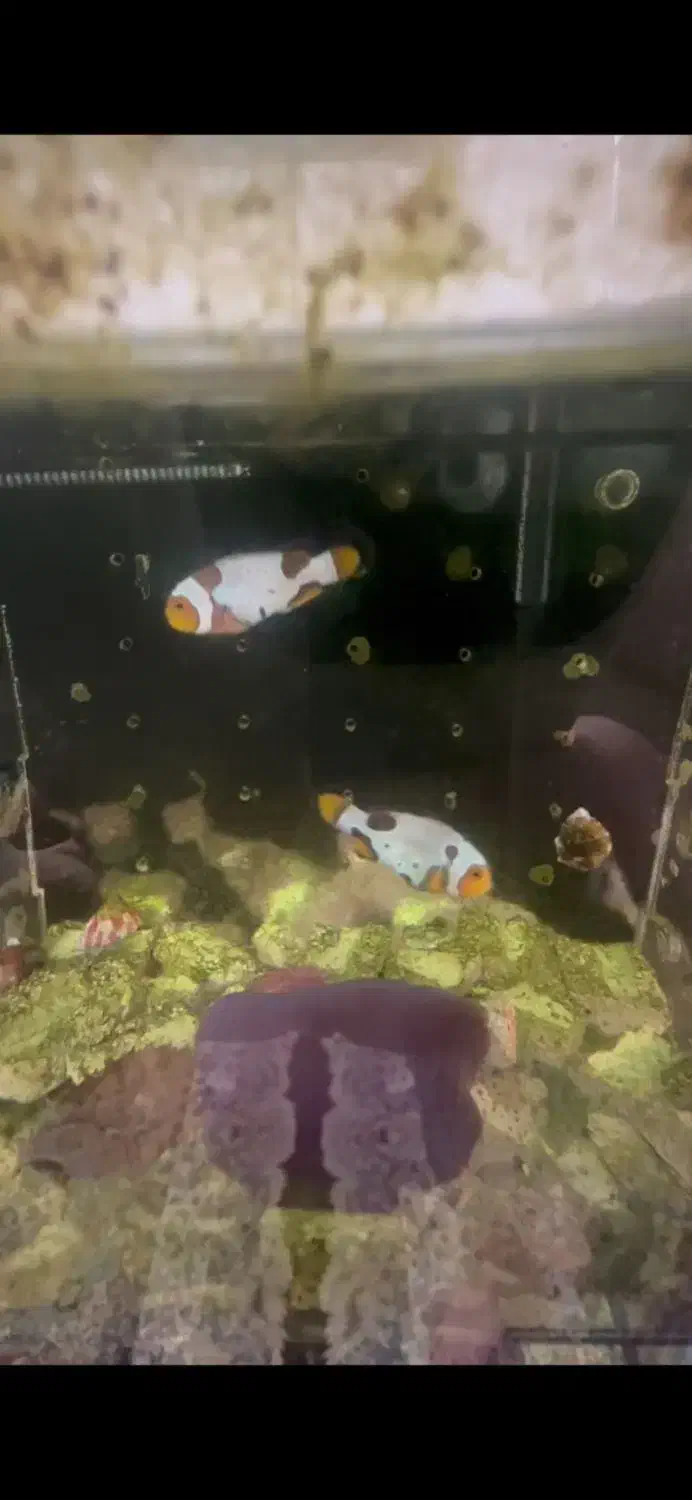 دلقک ماهی فراسبیت|ماهی|اسلامشهر, شهرک الهیه|دیوار