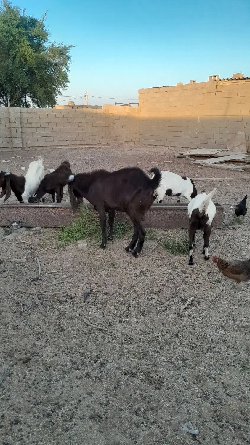 بز،نر وماده|حیوانات مزرعه|بندر ماهشهر, |دیوار