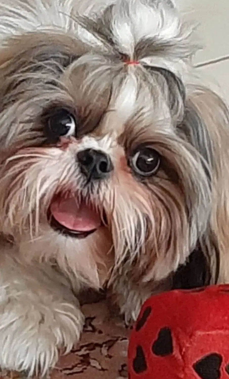 واگذاری|سگ|ری, فیروزآبادی|دیوار