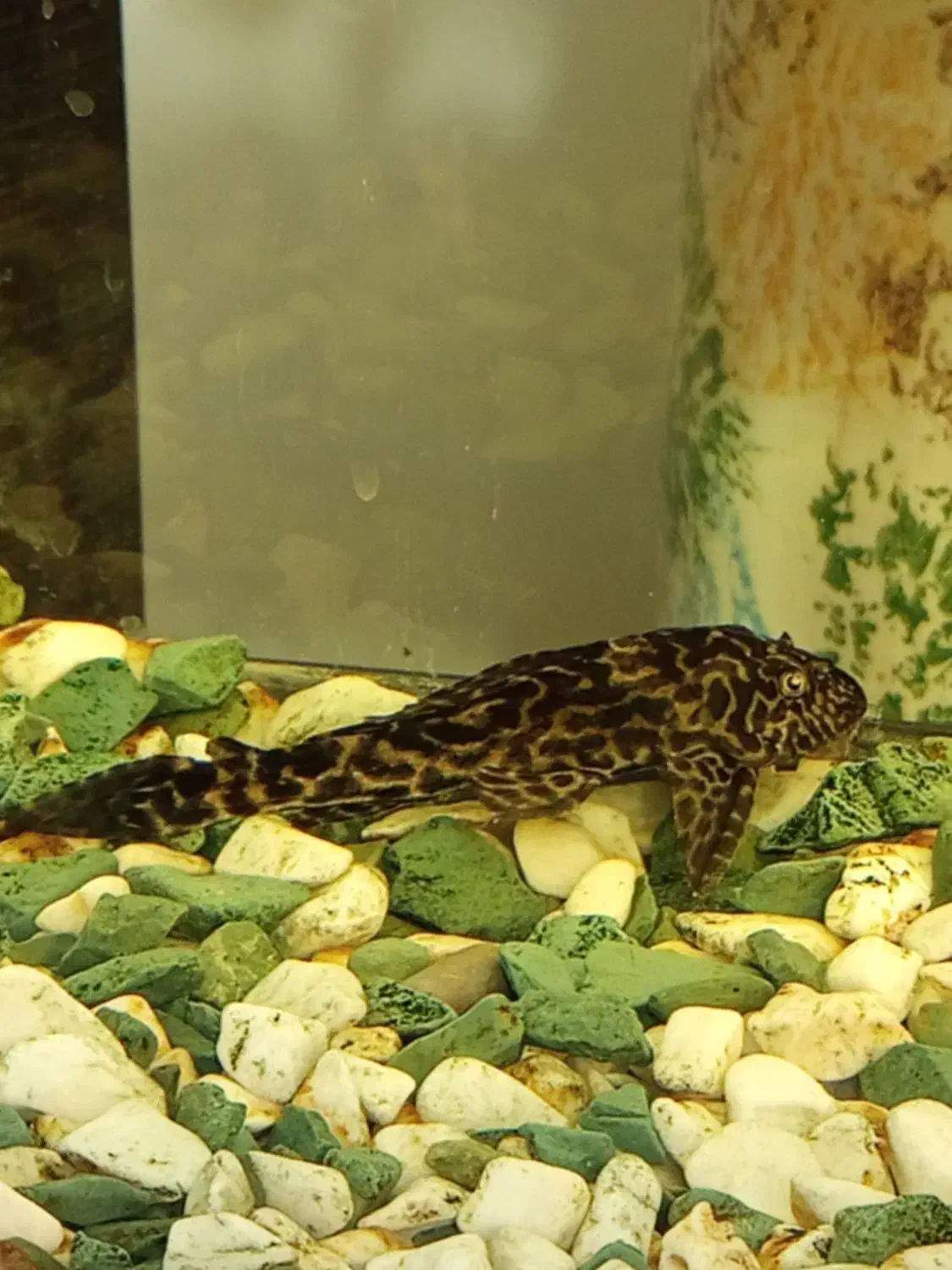 کت فیش|ماهی|دهاقان, |دیوار