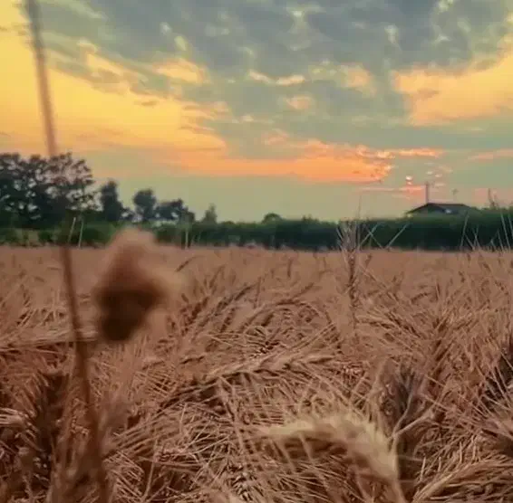 راهنمایی میخام|فعالیت داوطلبانه|گلبهار, شهر جدید گلبهار|دیوار