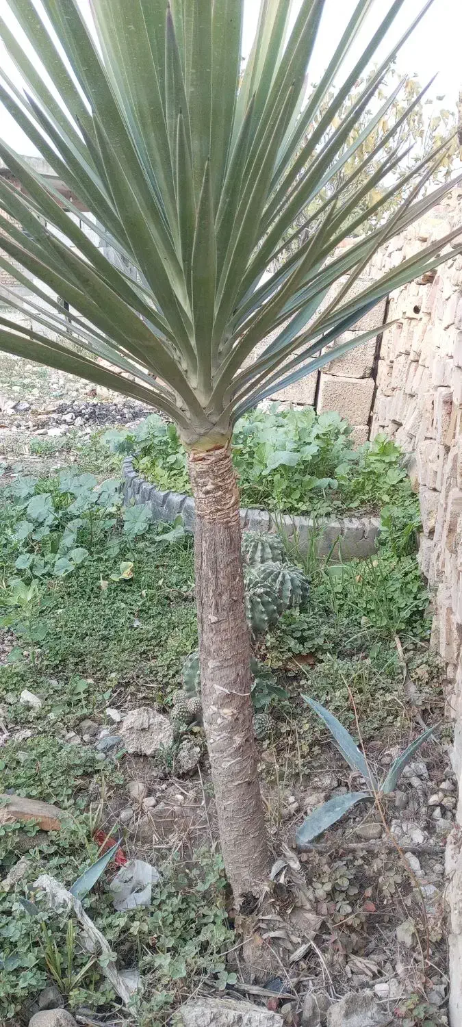 گل وگیاه از نوع یوکا|حراج|گنبد کاووس, |دیوار