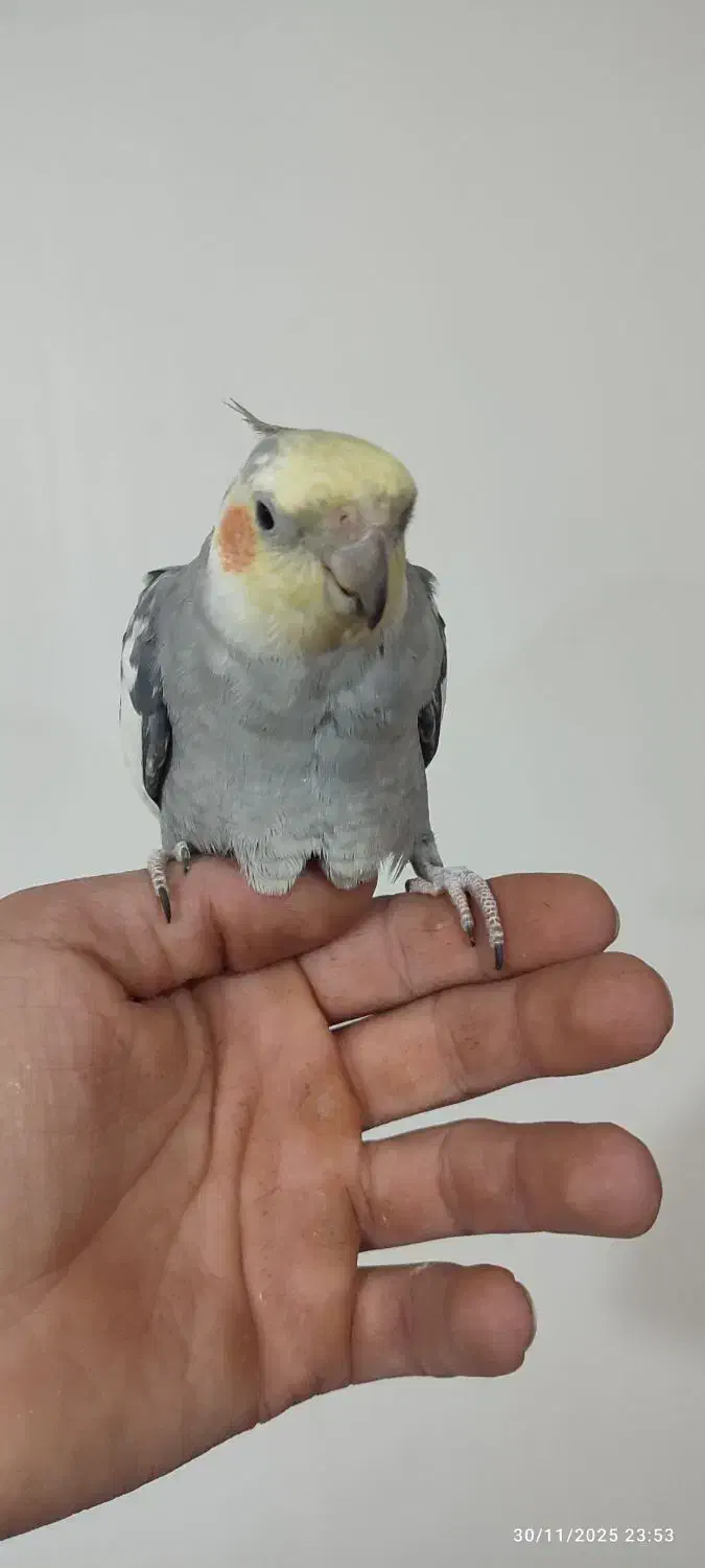 عروس هلندی|پرنده|شیراز, زیباشهر|دیوار