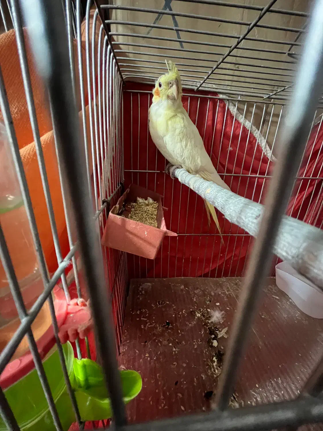 عروس هلندی لوتینو چشم شرابی|پرنده|قزوین, |دیوار