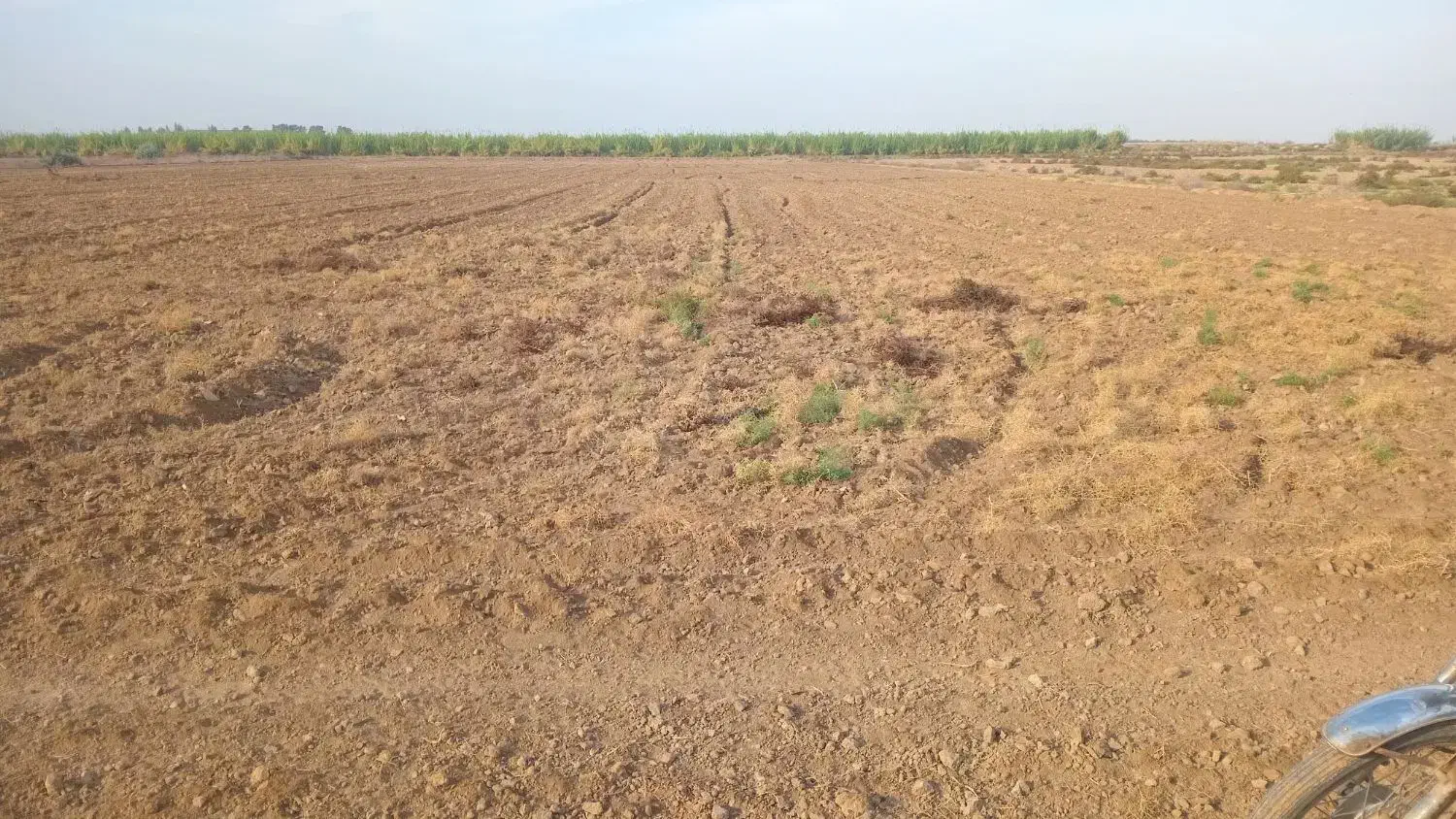 زمین یک هکتارنیم هست واسه باغ انار|اجارهٔ دفتر صنعتی، کشاورزی، تجاری|گنبد کاووس, |دیوار