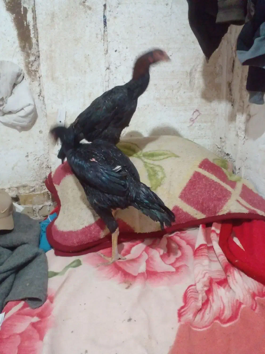 سلام ۳ عدد جوجه اوشامو|حیوانات مزرعه|طرقبه, |دیوار