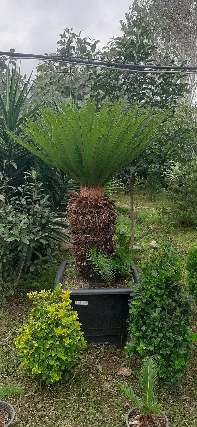 دو عدد سیکال فوق لوکس|گل و گیاه طبیعی|رودسر, |دیوار