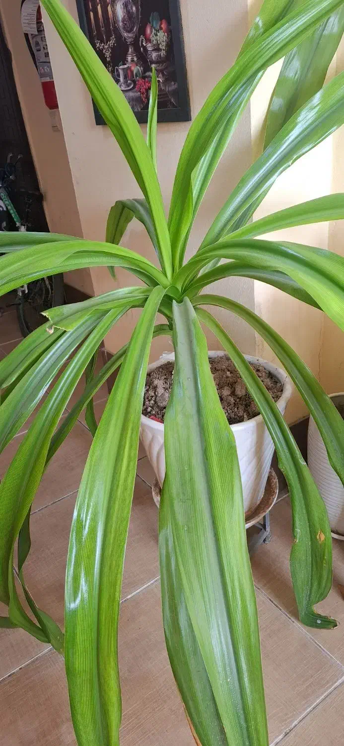 گل ذرتی 10 ساله|گل و گیاه طبیعی|صدرا-فارس, فاز ۱|دیوار