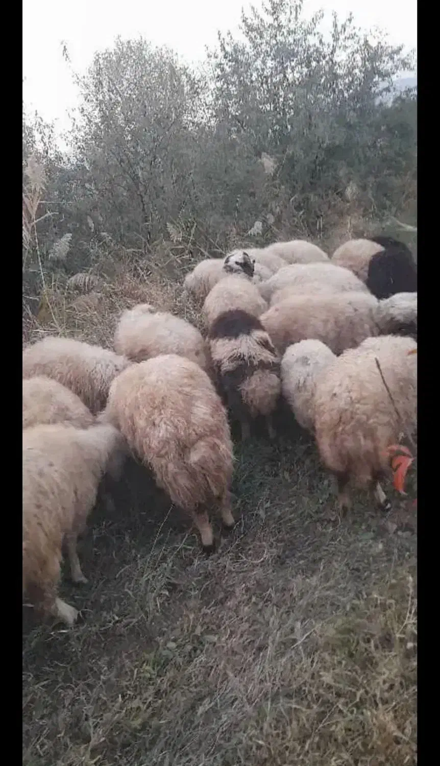 بره نر و ماده  داشتی مناسب برای پروار  چکی هم میدم|حیوانات مزرعه|کرفتو, |دیوار