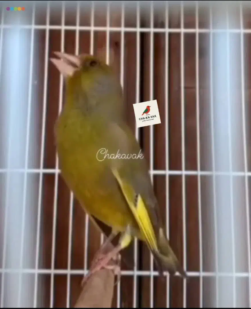 سهره سبز متولد قفس|پرنده|رودهن, |دیوار