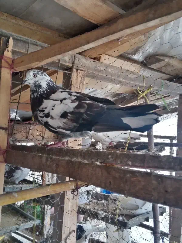 کبوتر سوسکی نر غریب|پرنده|رشت, کوی فکوری|دیوار