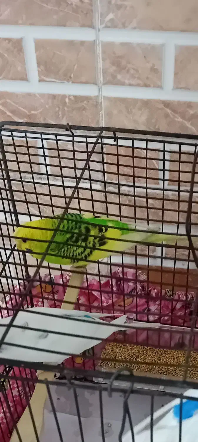 مرغ عشق. نر مست|پرنده|گلستان (تهران), |دیوار